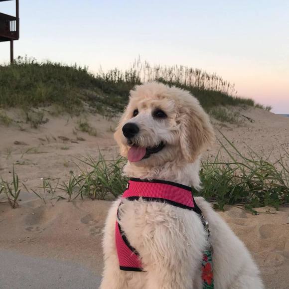 Meet your Posher, Cade - Picture 1 of 1